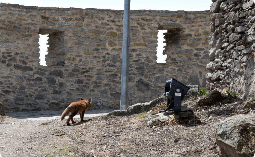 Fox casually enjoying a walk through Deva Fortress
