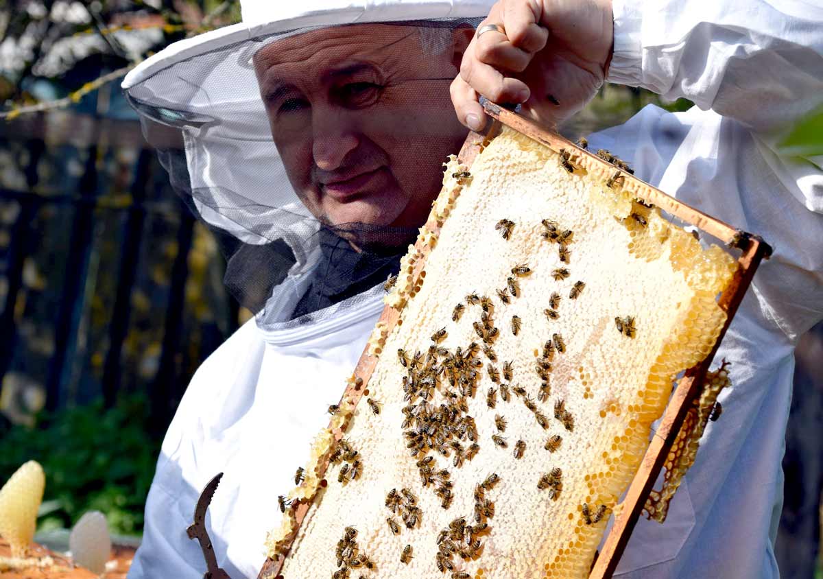 Albine scoase din stup