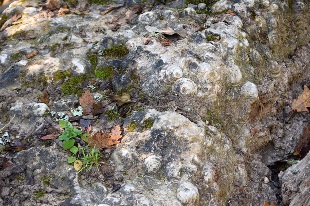 Melci fosilizați de pe Valea Roatei