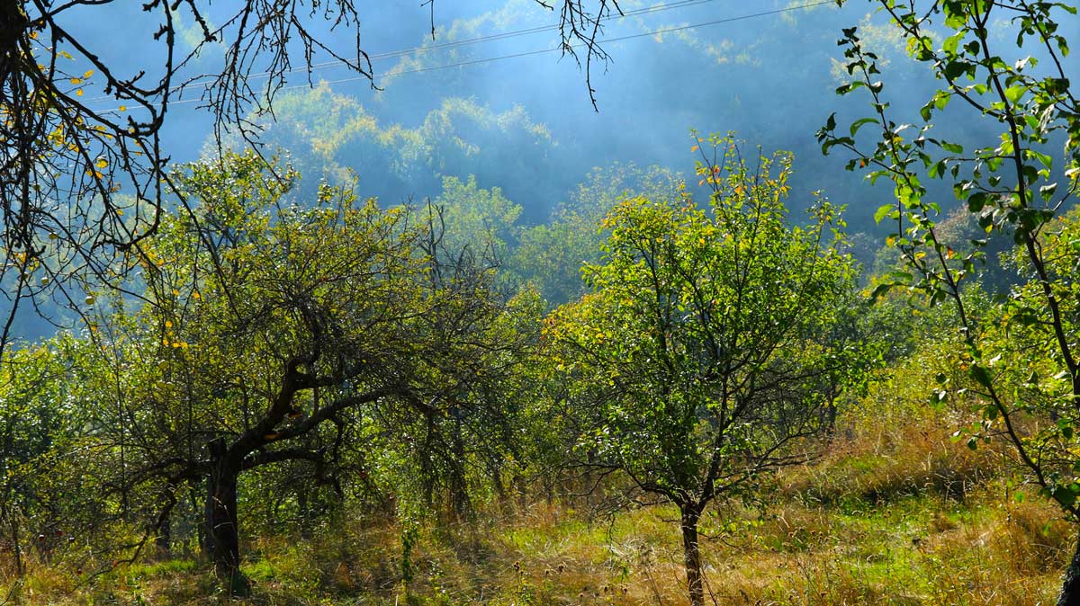 Peisaj cu natură - Hunedoara Neștiută