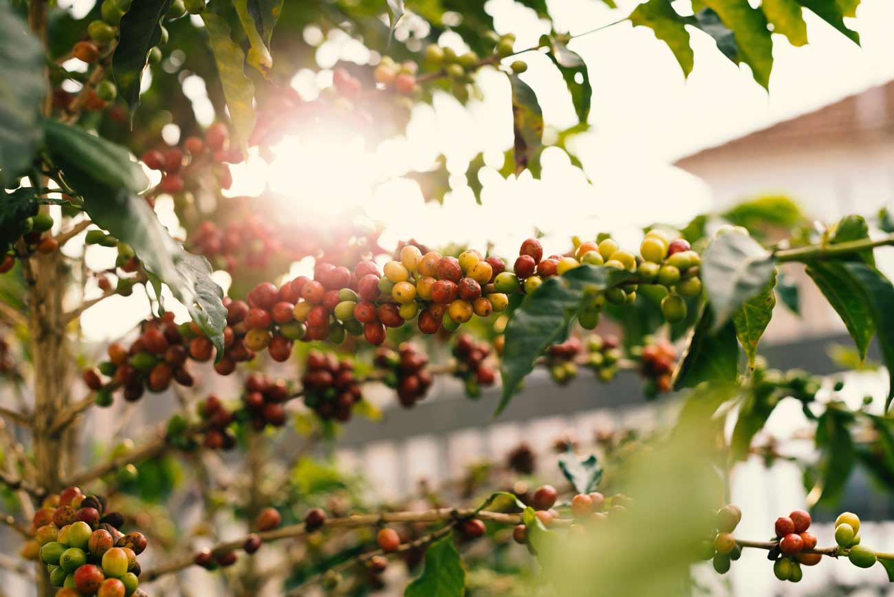 Cafea de specialitate - cireșe de cafea în arborele de cafea
